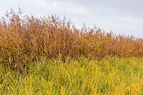 Common Reed (Phragmites australis) in autumn colour, Germany