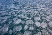 Pancake ice, early stage of formation of sea ice, late winter, Spitsbergen, Svalbard, Norway, April.