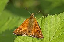 Large skipper butterfly (Ochlodes sylvanus) male resting on bramble, Warwick Gardens, Peckham, London, UK, June