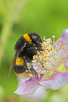 Buff-tailed bumble bee (Bombus terrestris) female feeding on bramble blossom, Brockley Cemetery, Lewisham, London, UK June