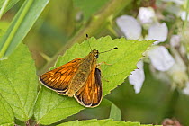 Large skipper butterfly (Ochlodes sylvanus) male resting on bramble, Brockley Cemetery, Lewisham, London, UK, June