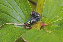 Greenbottle flies (Lucilia sp) mating pair,  Brockley, Lewisham, London, UK June