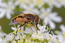 Drone fly (Eristalis tenax) a Honey-bee mimic, Brockley Cemetery, Lewisham, London, UK June