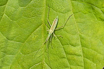 Mirid bug (Stenodema laevigatum) Warwick Gardens, Peckham, London, UK June