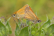 Small Skippers (Thymelicus sylvestris) mating butterfly pair,  Sutcliffe Park Nature Reserve, Eltham, London, UK July