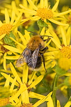 Tree bumble bee (Bombus hypnorum) feeding on Ragwort (Jacobaea vulgaris) Brockley Cemetery, Lewisham, London, UK July