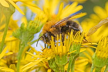 Tree bumble bee (Bombus hypnorum) feeding on Ragwort (Jacobaea vulgaris) Brockley Cemetery, Lewisham, London, UK July