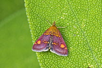 Common purple and gold Micro-moth (Pyrausta purpuralis)  Brockley Cemetery, Lewisham, London, UK July