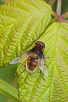 Hoverfly (Eristalis intricaria) female, a Bumble Bee mimic,  Brockley Cemetery, Lewisham, London, UK July