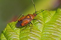 Capsid bug (Deraeocoris ruber) Brockley Cemetery, Lewisham, London, UK August