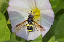 Hoverfly (Chrysotoxum bicinctum) feeding on field bindweed (Convolvulus) Brockley Cemetery, Lewisham, London UK August
