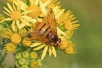 Hoverfly (Volucella inanis) female, a wasp mimic, feeding on Ragwort (Jacobaea vulgaris) Brockley Cemetery, Lewisham, London, UK  August
