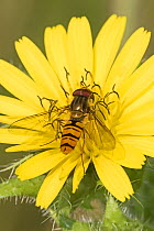 Marmalade hoverfly (Episyrphus balteatus) Sutcliffe Park Nature Reserve, Eltham, London, UK September