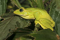 Feae's flying frog (Rhacophorus feae) native to South East Asia, captive