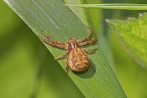 Ground Crab spider (Xysticus cristatus) female, Brockley Cemetery, Lewisham, London UK May