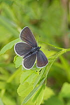 Small blue butterfly (Cupido minimus) male, Britain's smallest butterfly, Hutchinson's Bank, New Addington, London, UK May