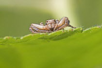 Crab spider (Xysticus cristatus) Brockley Cemetery. Lewisham, London UK June