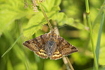 Burnet companion (Euclidia glyphica) a day flying moth,  Sutcliffe Park Nature Reserve, Eltham, London, UK June