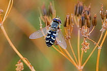Pied hoverfly (Scaeva pyrastri) Brockley Cemetery, Lewisham, London, UK July