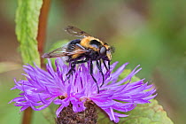 Hoverfly (Volucella bombylans) female, a White-tailed Bumblebee mimic, Sutcliffe Park Nature Reserve, Eltham, London, UK July
