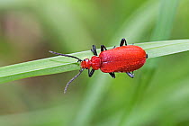 Red-headed cardinal beetle (Pyrochroa serraticornis) Hutchinson's Bank, New Addington, London, UK May
