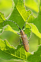 Golden-bloomed grey longhorn beetle (Agapanthia villosoviridescens) Brockley Cemetery, Lewisham, London UK June