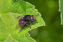 Large Narcissus fly (Merodon equestris) female with rare colour variation, Hutchinson's Bank, New Addington, London, UK June