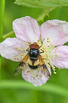 Great pied hoverfly (Volucella pellucens) male feeding on bramble blossom, Brockley Cemetery, Lewisham, London UK June