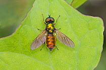 Broad centurion (Chloromyia formosa) male soldier fly, Warwick Gardens, Peckham, London UK June
