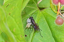 Spider-hunting wasp (Pompilidae) with Crab spider prey, Warwick Gardens, Peckham, London, UK June