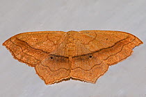 Small Blood-Vein moth (Scopula imitaria) resting on a wall at night  Brockley, Lewisham, London, UK July