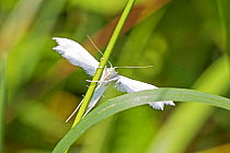 White plume moth (Pterophorus pentadactyla) Brockley Cemetery, Lewisham, London, UK July