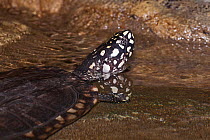 Black-spotted turtle (Geoclemys hamiltonii) found in Indus and Ganges rivers in Bangladesh, India, Nepal and Pakistan, captive