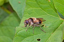 Hoverfly (Cheilosia illustrata) a bee mimic, Hutchinson's Bank, New Addington, London UK August