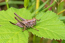 Dark Bush-cricket (Pholidoptera griseoptera) female, Hutchinson's Bank, New Addington, London UK August