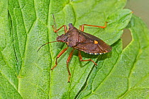 Red-legged shieldbug (Pentatoma rufipes) Brockley, Lewisham, London, UK September