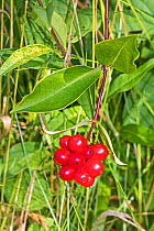 Wild Honeysuckle berries (Lonicera) Hutchinson's Bank, New Addington, London September