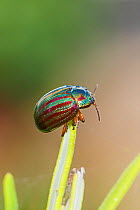Rosemary beetle (Chrysolina americana) Brockley, Lewisham, London, UK September