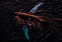Humpback whale (Megaptera novaeangliae) photograped from above, showing pectoral fin length, Kvaloya, Troms, Norway January