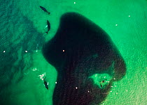 Aerial photo of a school of Atlantic herring (Clupea harengus) in shallow waters with both Humpback whales (Megaptera novaenliae) and Killer whales (Orcinus orca) feeding, coast of Kvaloya, Norway Jan...