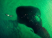 Aerial photo of a school of Atlantic herring (Clupea harengus) in shallow waters with both Humpback whales (Megaptera novaenliae) and Killer whales (Orcinus orca) feeding, coast of Kvaloya, Norway Jan...