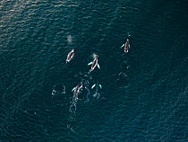Humpback whales (Megaptera novaeangliae) aerial view of pod travelling along the coast of Kvaloya, Norway January