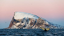 Humpback whale (Megaptera novaeangliae) tail fluke visible as it dives, Kvaloya, Troms, Norway January