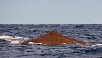 Sperm whale (Physeter macrocephalus) dorsal fin visible at surface, outside Andoya, Norway March