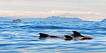 Long-finned pilot whales (Globicephala melas) dorsal fins visible at surface, Andenes, Andoya, Norway July