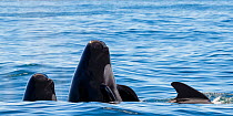 Long-finned pilot whale (Globicephala melas) family at surface, one spyhopping, Andfjorden, Andya, Norway July