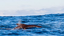 Long-finned pilot whale (Globicephala melas) baby surfacing next to mother, Andfjorden, Andya, Norway July
