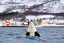 Killer whale / Orca (Orcinus orca) spyhopping at surface outside outside the village Tromvik at Kvaloya, Troms, Norway, November