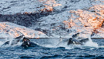 Humpback whales (Megaptera novaeangliae) pod lunge feeding on herring (Clupea harengus) near winter coastline,  Kvaloya, Troms, Norway November