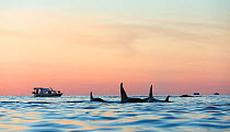 Killer whales / Orca (Orcinus orca) pod surfacing in calm water at dusk, boats in background. Kvaloya, Troms, Norway, November
